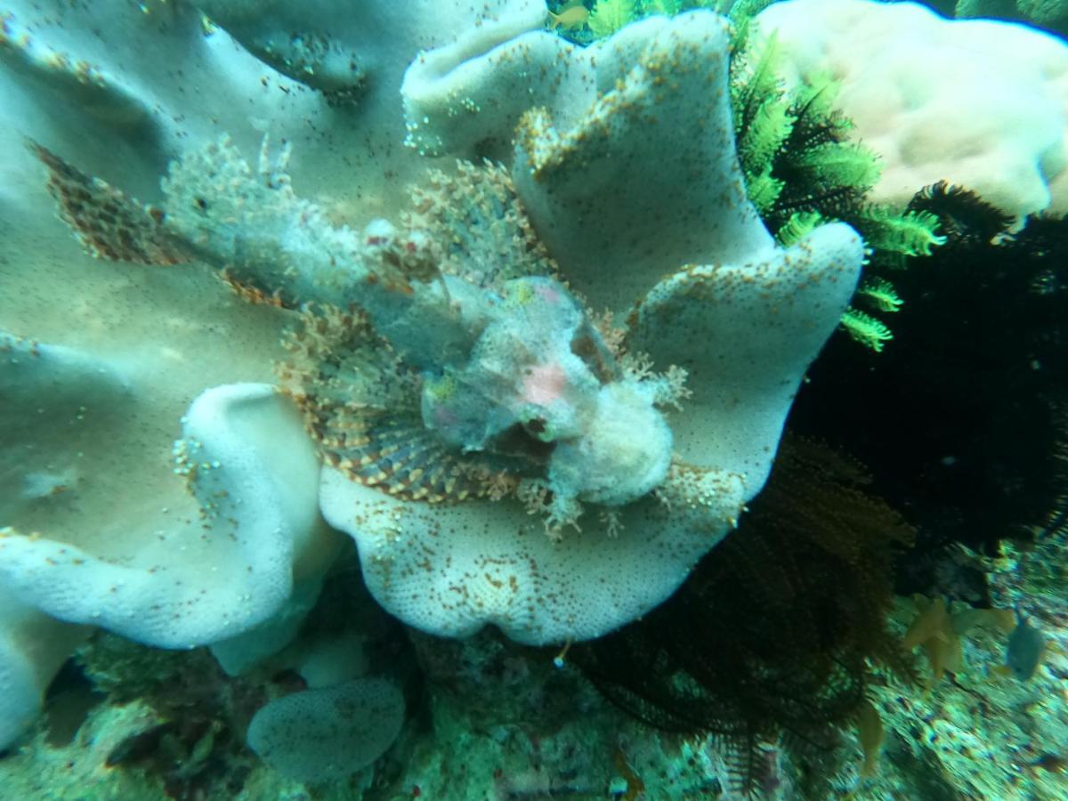 Cabilao Sunset Dive & Beach Resort Loon Eksteriør billede