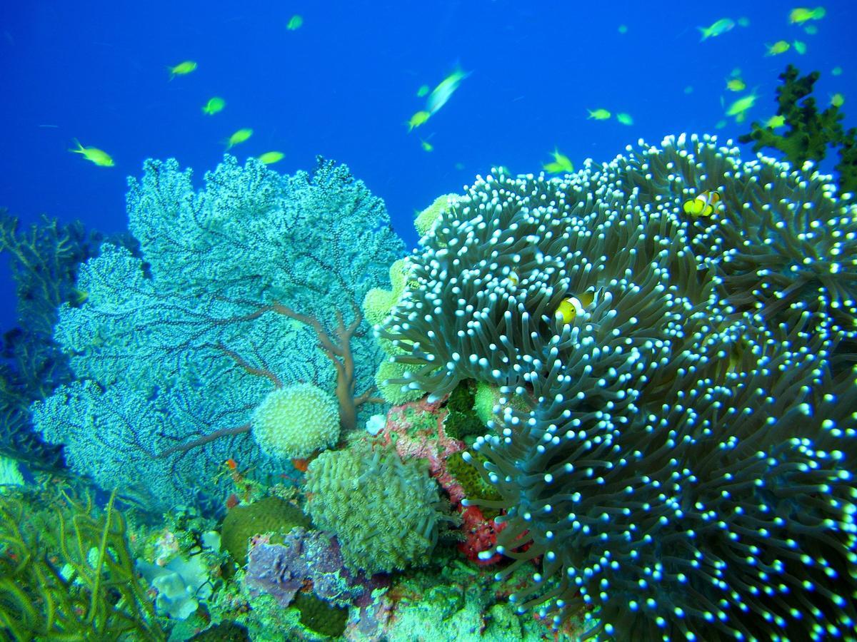 Cabilao Sunset Dive & Beach Resort Loon Eksteriør billede